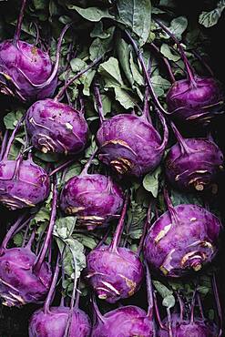 High angle close up of freshly picked purple kohlrabi.