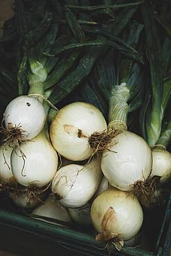 High angle close up of freshly picked white onions.