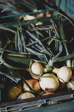 High angle close up of freshly picked white onions.