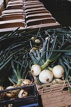 High angle close up of freshly picked white onions.