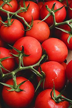 High angle close up of freshly picked tomatoes on the vine.