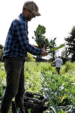 Farmer with freshly picked Romanesco cauliflower.