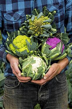 Farmer in a field of harvested cauliflowers