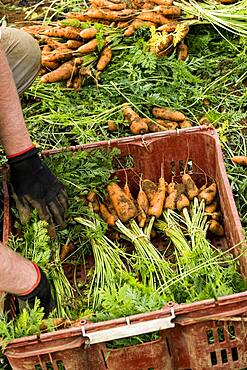 Farmer packing bunches of freshly picked carrots