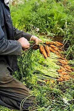 Farmer holding bunch of freshly picked carrots.