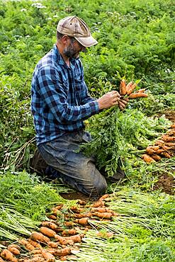 Farmer holding bunch of freshly picked carrots.