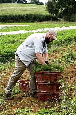 Farmer packing bunches of freshly picked carrots into crates.