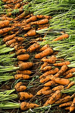 Close up of bunches of freshly picked carrots.