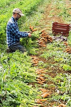 Farmer holding bunch of freshly picked carrots.