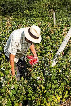 Farmer with punnet of fresh raspberries.