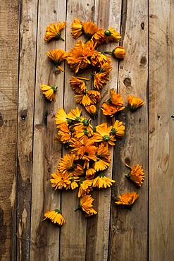 High angle close up on edible orange Calendula flowers