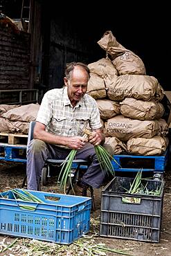 Farmer packing freshly picked spring onions into crates.