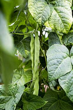 Close up of green beans growing