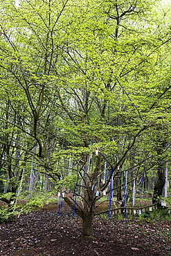 Tree decorated with ribbons or a naming ceremony in a forest.