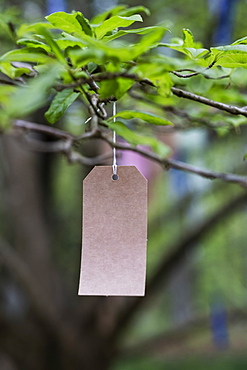 Close up of paper tag in a tree, decoration for a woodland naming ceremony.