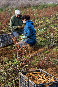 Two farmers kneeling in a field, harvesting parsnips.