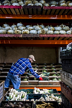 Farmer standing in a barn, sorting freshly picked produce into vegetable boxes.