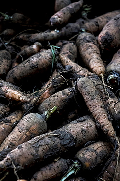 High angle close up of freshly picked parsnips.