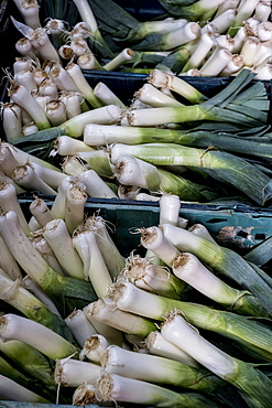 High angle close up of bunches of freshly picked leeks.