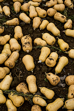 High angle view of freshly picked butternut squash in a field.