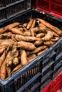 High angle close up of crate of freshly picked parsnips.