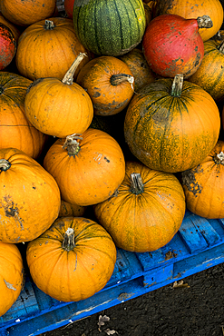 High angle view of freshly picked pumpkins on a blue wooden pallet.