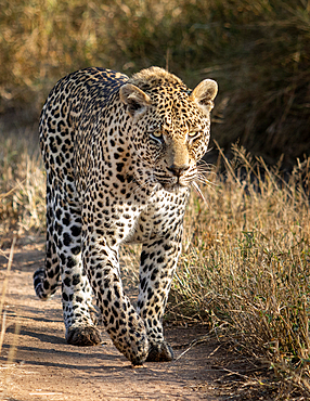 A male leopard, Panthera pardus, walks along a sand path, looking out of frame, Londolozi Game Reserve, South Africa