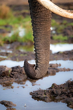 An elephant's trunk, Loxodonta africana, Londolozi Game Reserve, South Africa