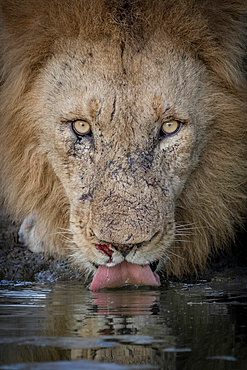 A male lion, Panthera leo, laps water up with his tongue, direct gaze, Londolozi Game Reserve, South Africa