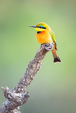 Little Bee Eater bird, Merops pusillus, sitting on a branch