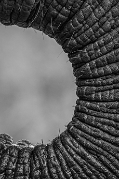 The trunk of an elephant, Loxodonta africana, in black and white