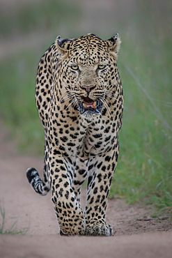 A male leopard, Panthera pardus, walks towards the camera, direct gaze, snarling