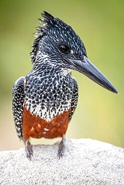 A Giant kingfisher bird, Megaceryle maxima, perches on a boulder, Londolozi Wildlife Reserve, Sabi Sands, South Africa