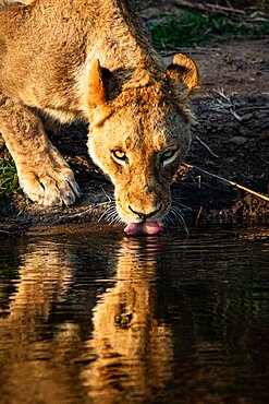 A lioness, Panthera leo, drinks water, reflection in water, Londolozi Wildlife Reserve, Sabi Sands, South Africa