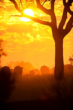 A herd of buffalo, Syncerus caffer, walk towards the sunset, silhouetted, Londolozi Game Reserve, Sabi Sands, Greater Kruger National Park, South Africa