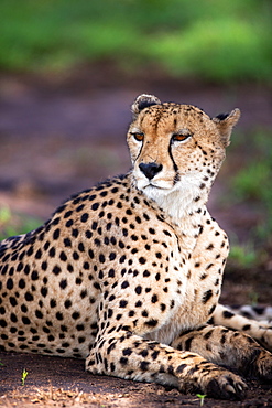 A portrait of a male cheetah, Acinonyx jubatus, lying down, Londolozi Wildlife Reserve, South Africa