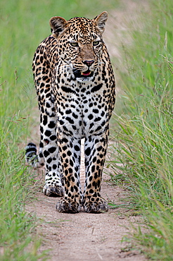 A male leopard, Panthera pardus, walks on a dirt track, Londolozi Wildlife Reserve, South Africa