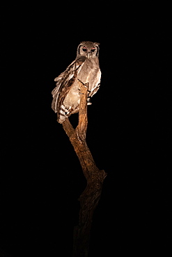 A Vereaux Eagle Owl, Bubo lacteus, sits on a dead tree at night, direct gaze , Londolozi Wildlife Reserve, South Africa