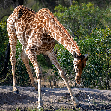 A giraffe, Giraffa, bends down to drink water.