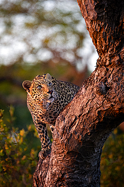 A leopard, Panthera Pardus, climbs up a tree and looks up.