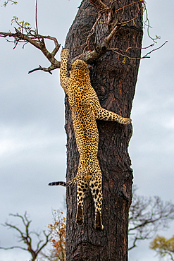 A male leopard, Panthera pardus, climbing up a tree, Londolozi Wildlife Reserve, Sabi Sands, South Africa