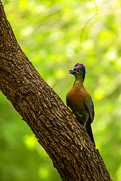 A Purple Crested Turaco, Gallirex porphyreolophus, on a branch.