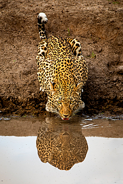 A leopard, Panthera pardus, drinking from a dam, reflection in water.
