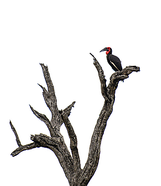 A ground hornbill, Bucorvus leadbeateri, sitting on a branch.