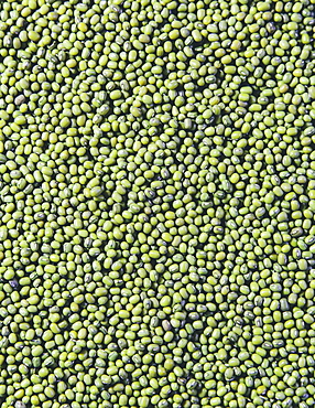 Mung beans, also known as green gram or golden gram, native to India, King County, Washington, USA