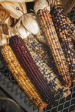 A variety of Indian corn cobs, with different natural colours and patterns. Maize, Accord, New York, USA