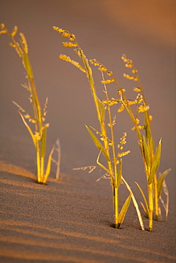 Namib Desert, Namibia, Namib Desert, Namibia