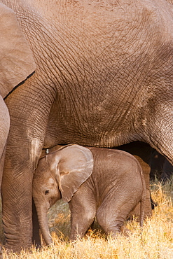 African elephant and calf, Okavango Delta, Botswana, Botswana