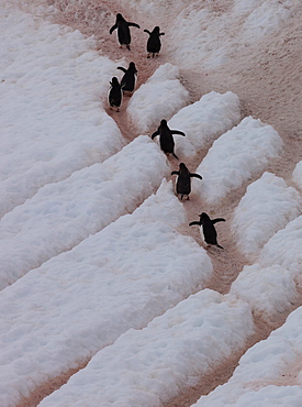 Gentoo penguins, Antarctica