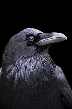 Profile of a Raven with a black background, California, California, USA